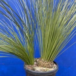 Large Dasylirion Longissimum for sale