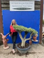 Topiary tree
