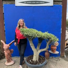 Topiary tree