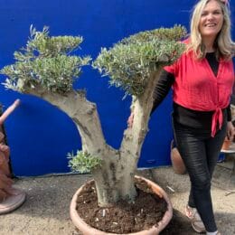 Cloud olive tree in bowl