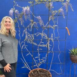 Espalier Wisteria Floribunda ‘Black dragon’