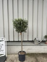 Tuscan Olive tree