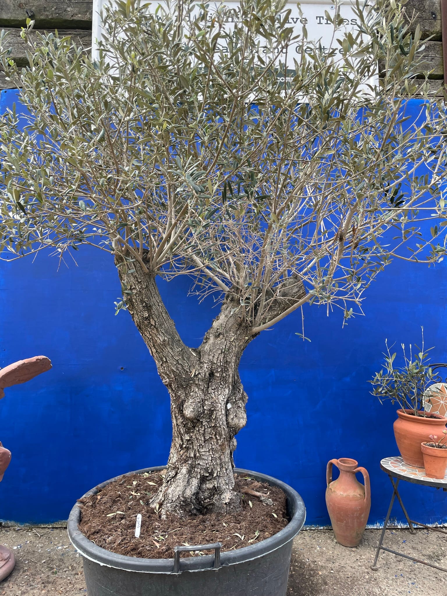 Old Olive tree for sale.