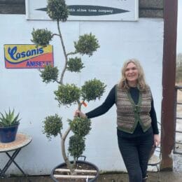 Pom pom spiral Olive tree