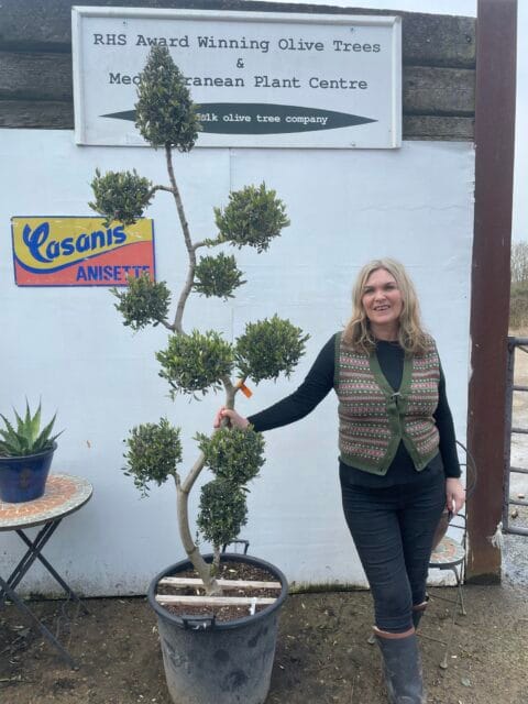 Pom pom spiral Olive tree