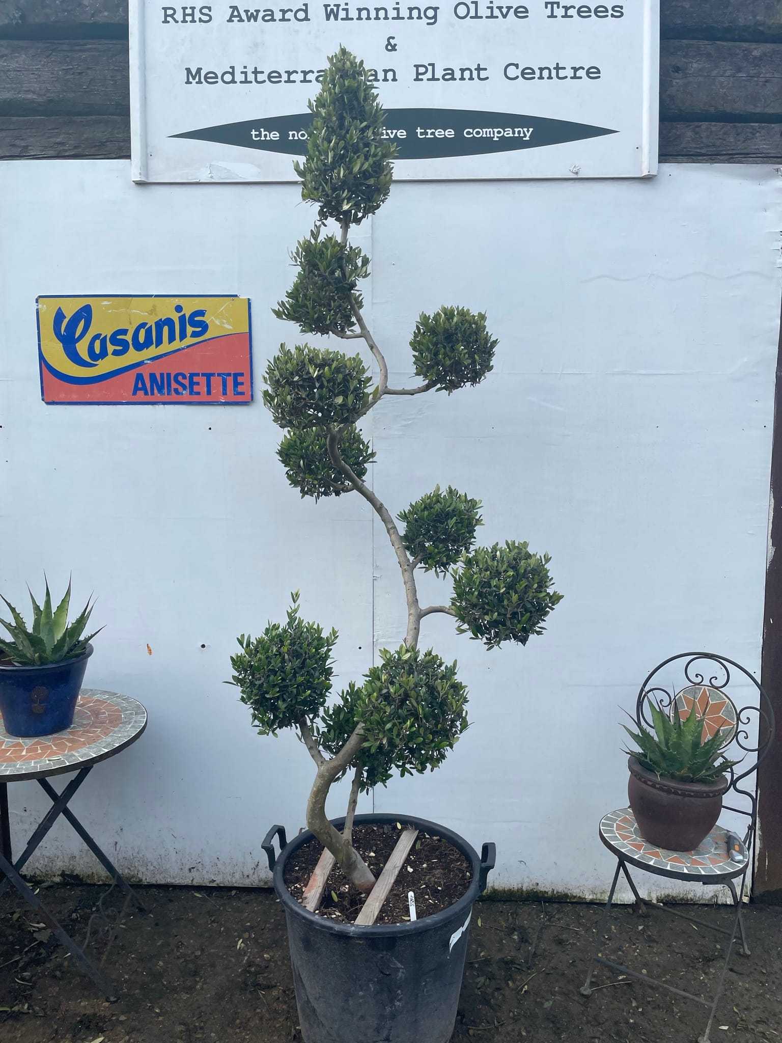 Mature Pom Pom Olive Tree For Sale Mature Pom Pom Olive Tree For Sale