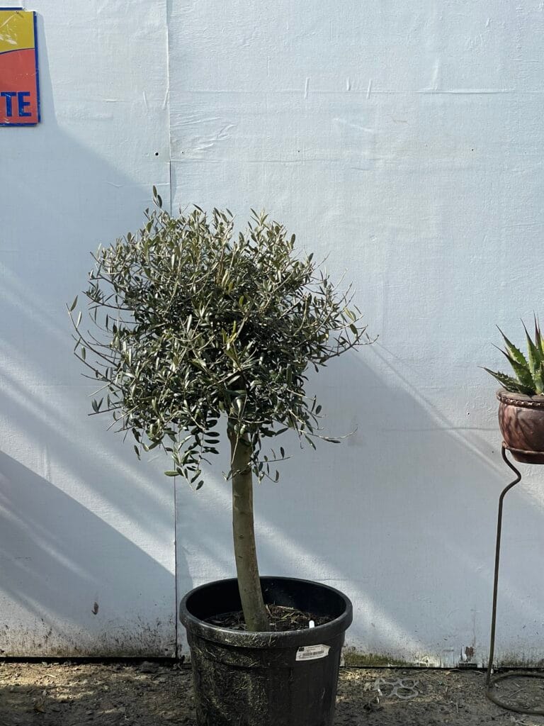 Patio Olive tree The Norfolk Olive Tree Company
