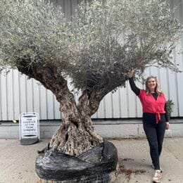 Multi-branched Olive tree