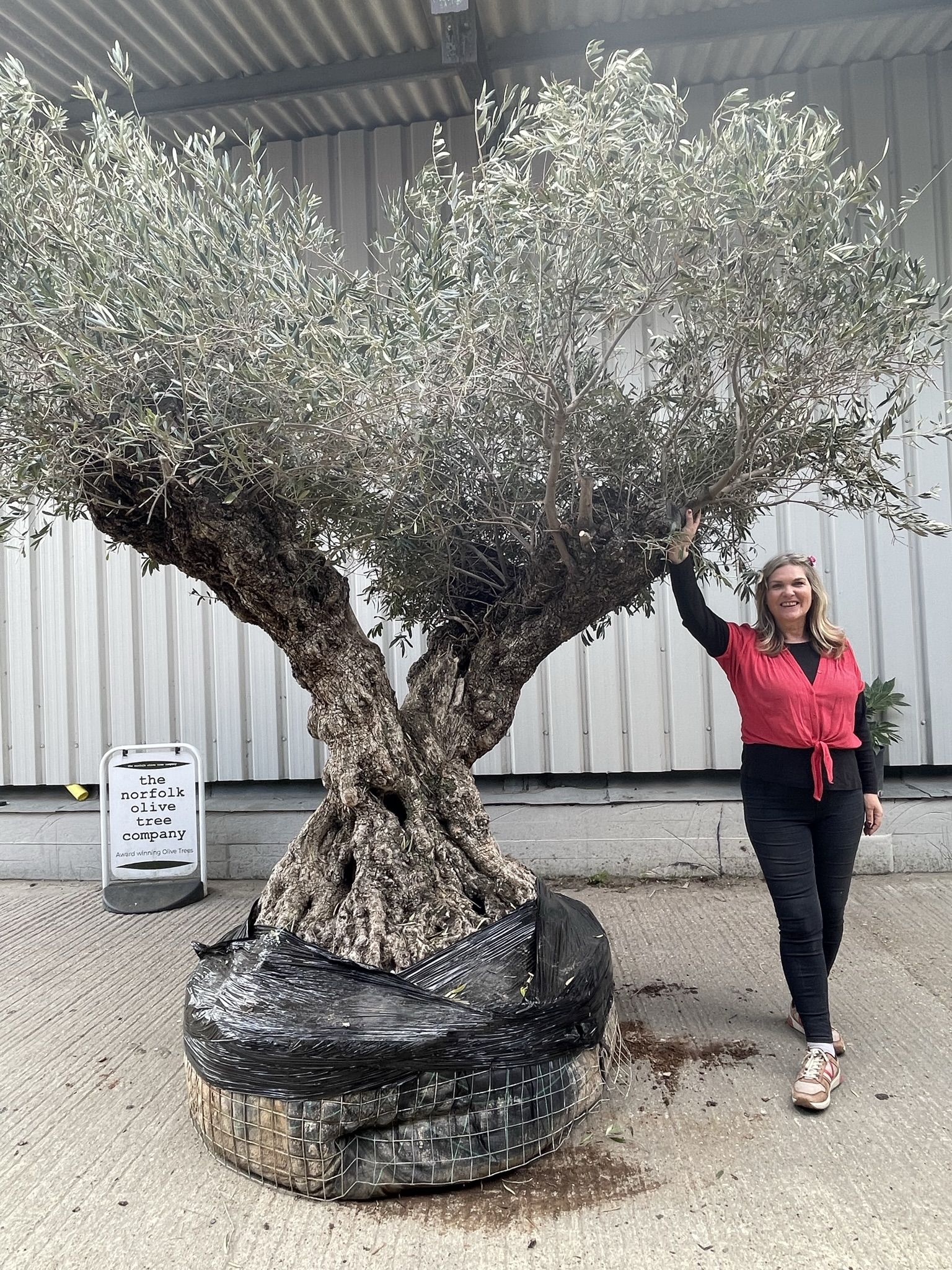Image of Olive tree