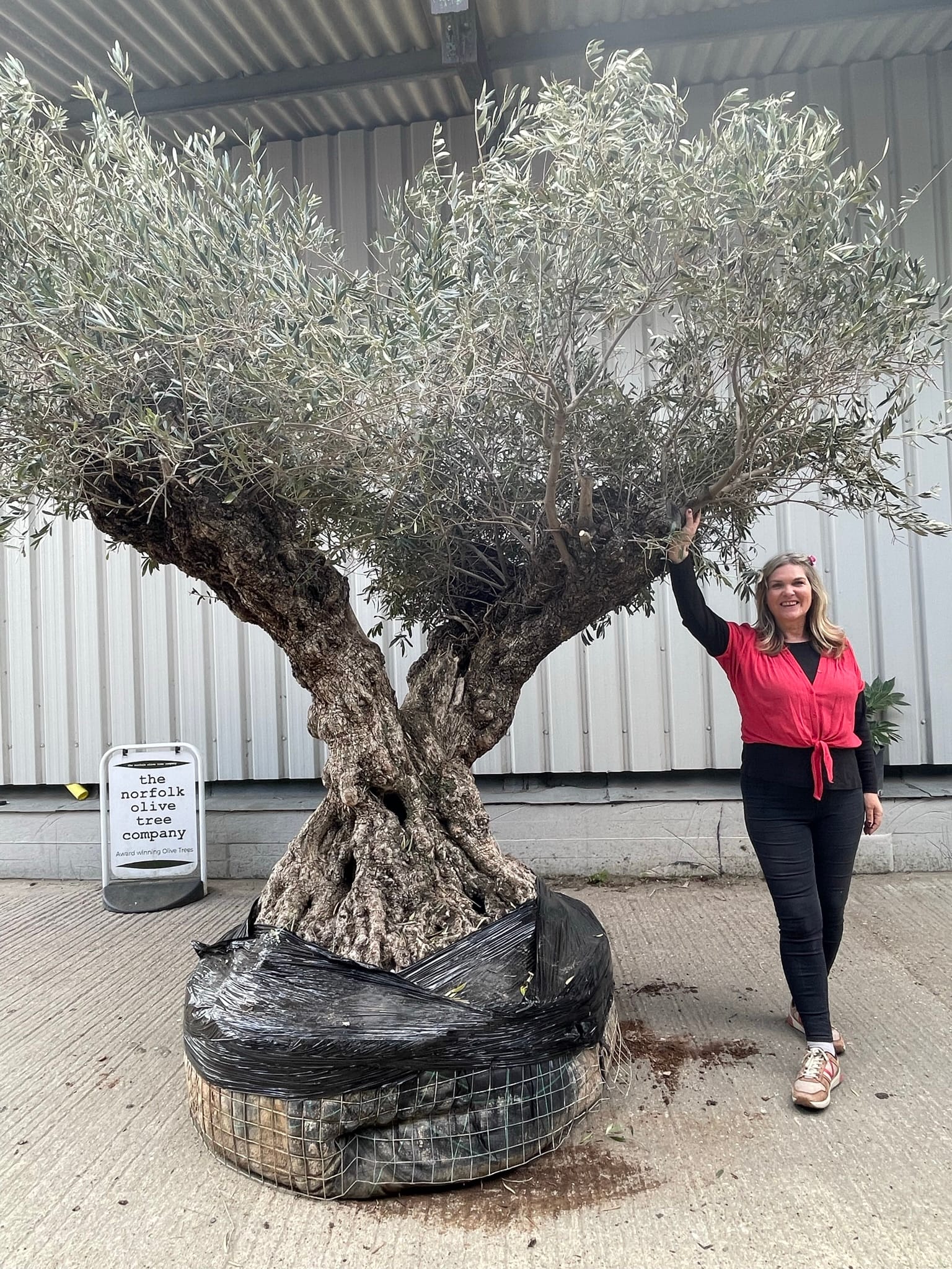 Multi-branched Olive tree