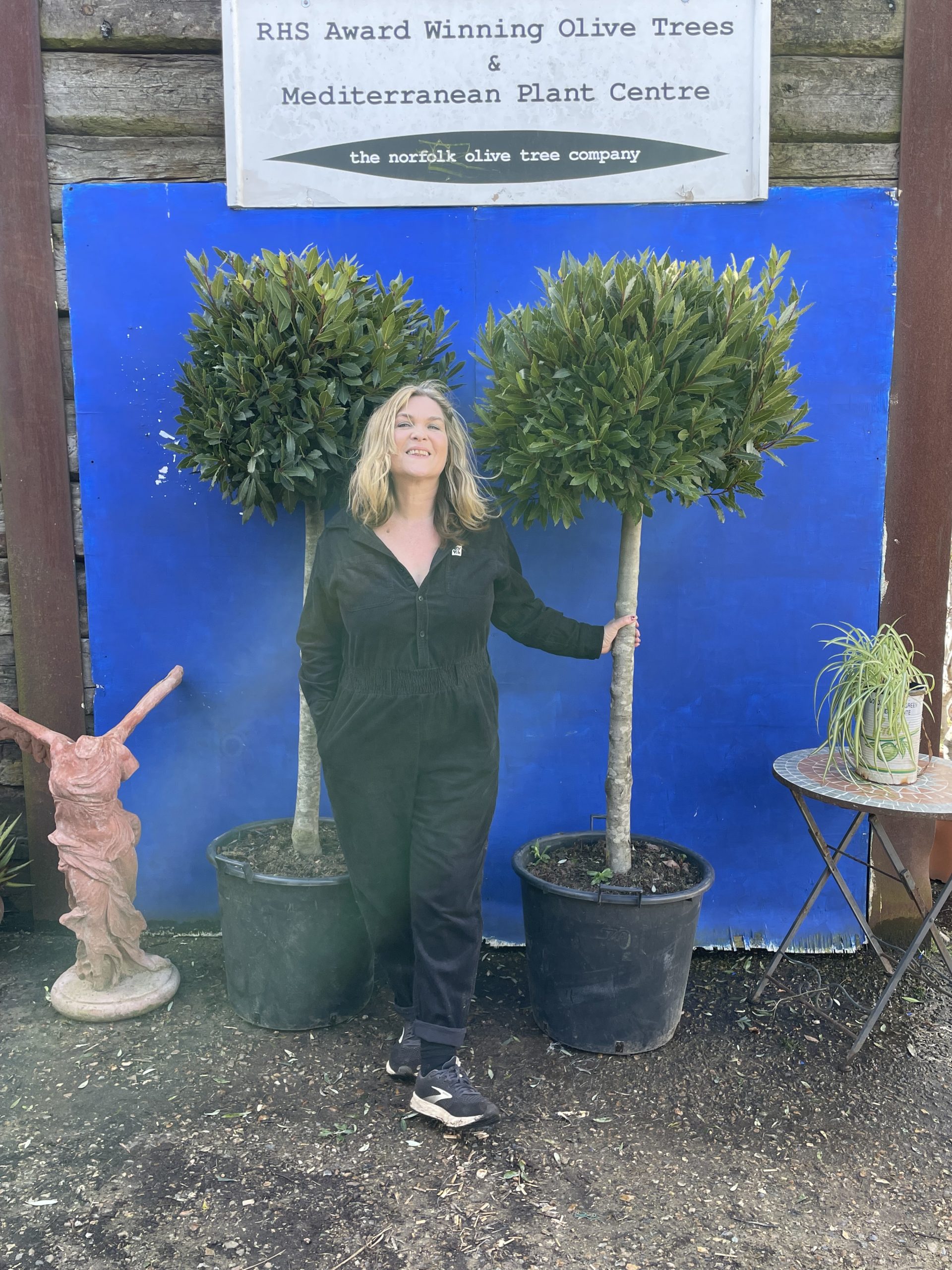 Pair of Bay trees The Norfolk Olive Tree Company