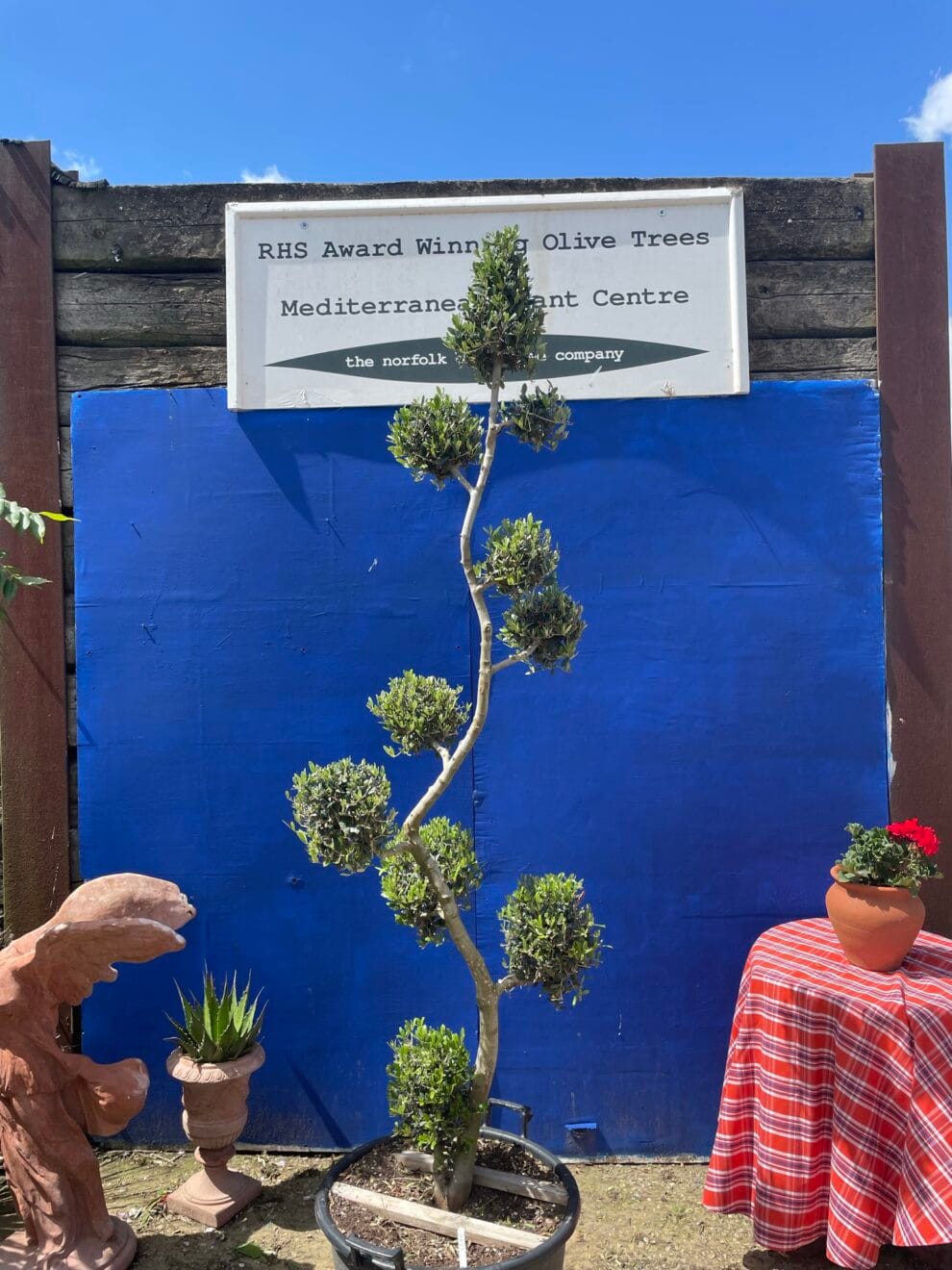 Pom pom spiral Olive tree The Norfolk Olive Tree Company