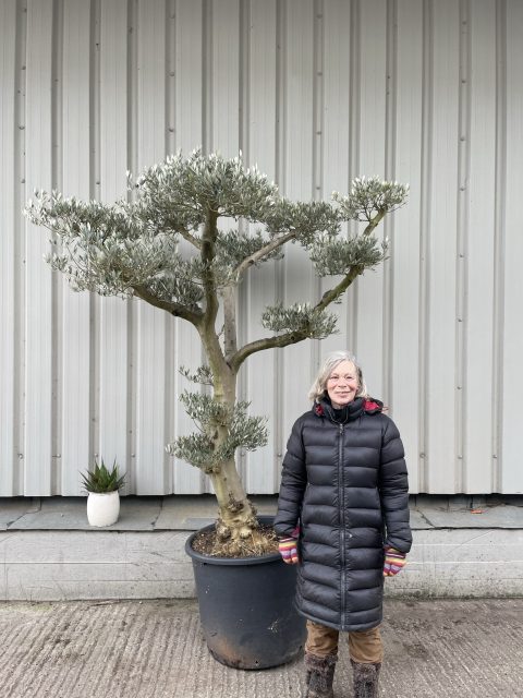 Zen garden tree