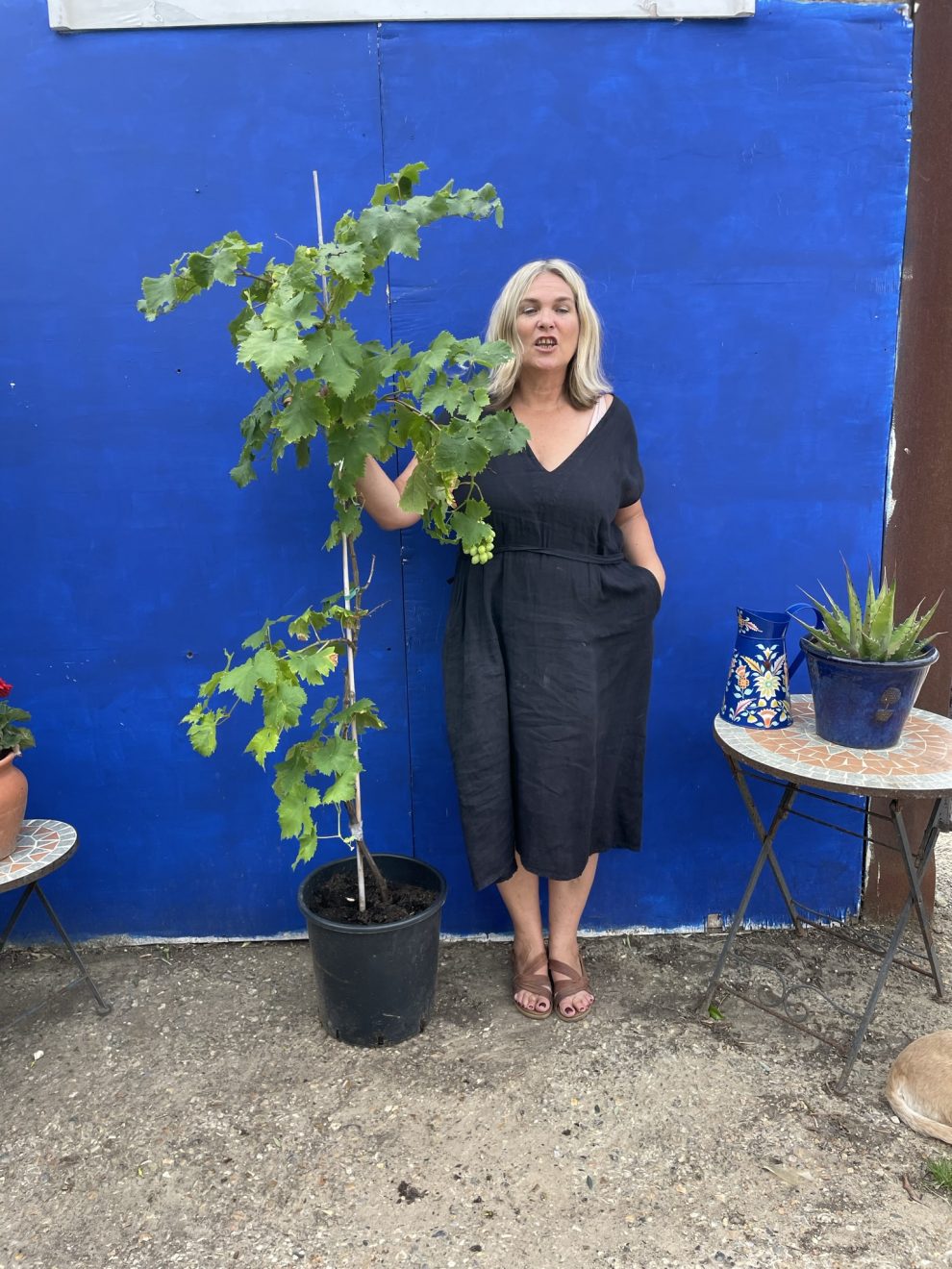 Grapevine free delivery The Norfolk Olive Tree Company