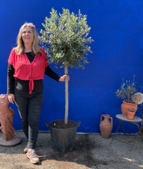 Patio Olive tree