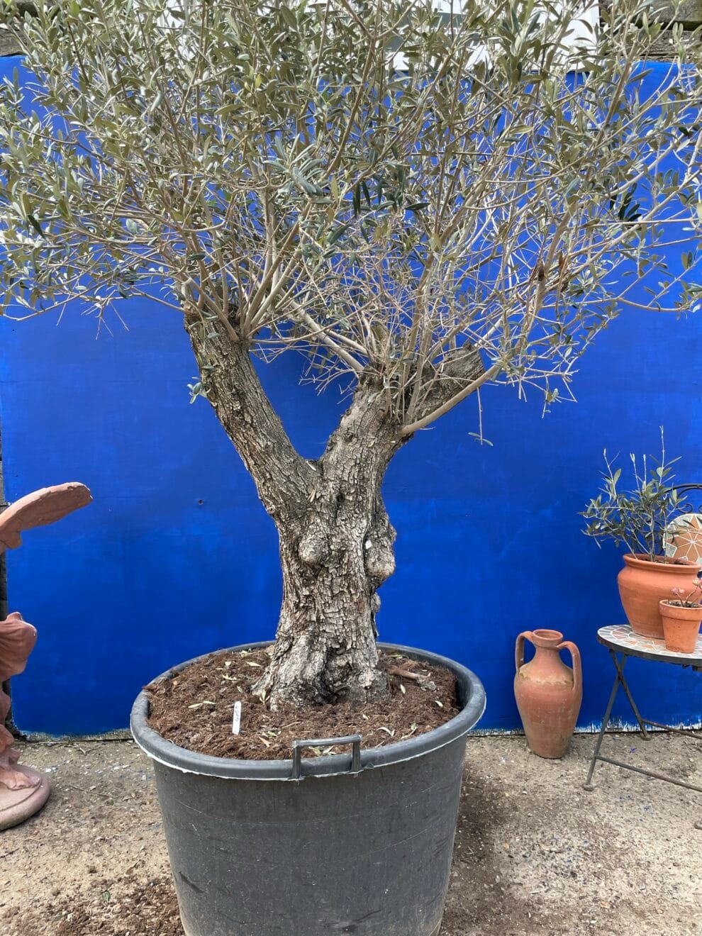 Old Olive tree for sale.