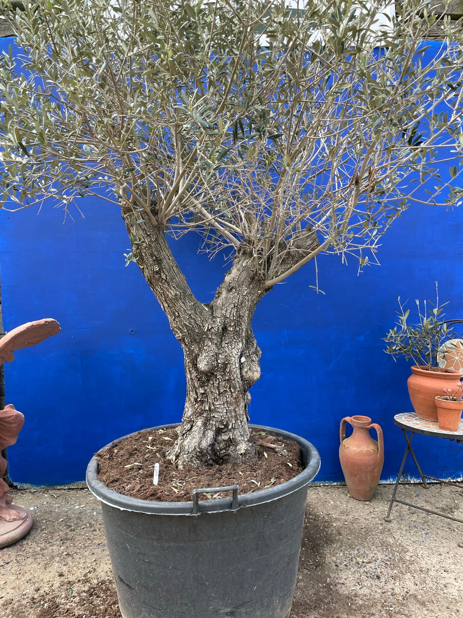 Old Olive tree for sale.