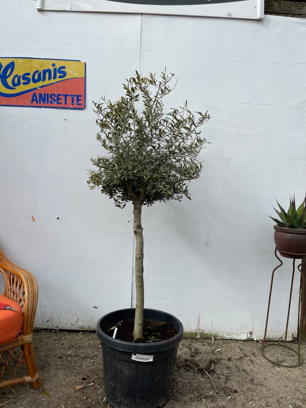 Patio Olive tree The Norfolk Olive Tree Company