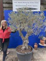 Old Olive tree for sale