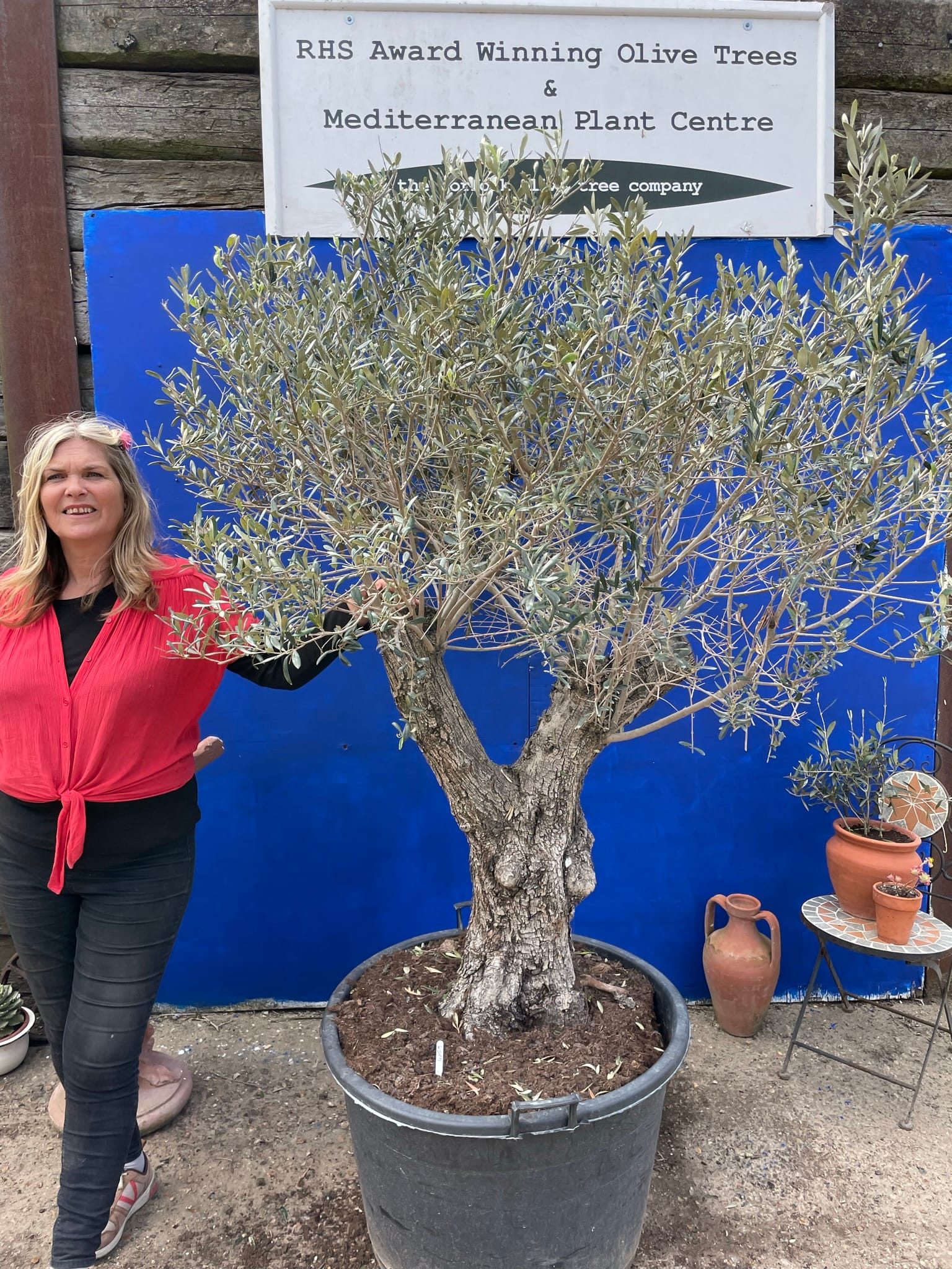 Old Olive tree for sale.