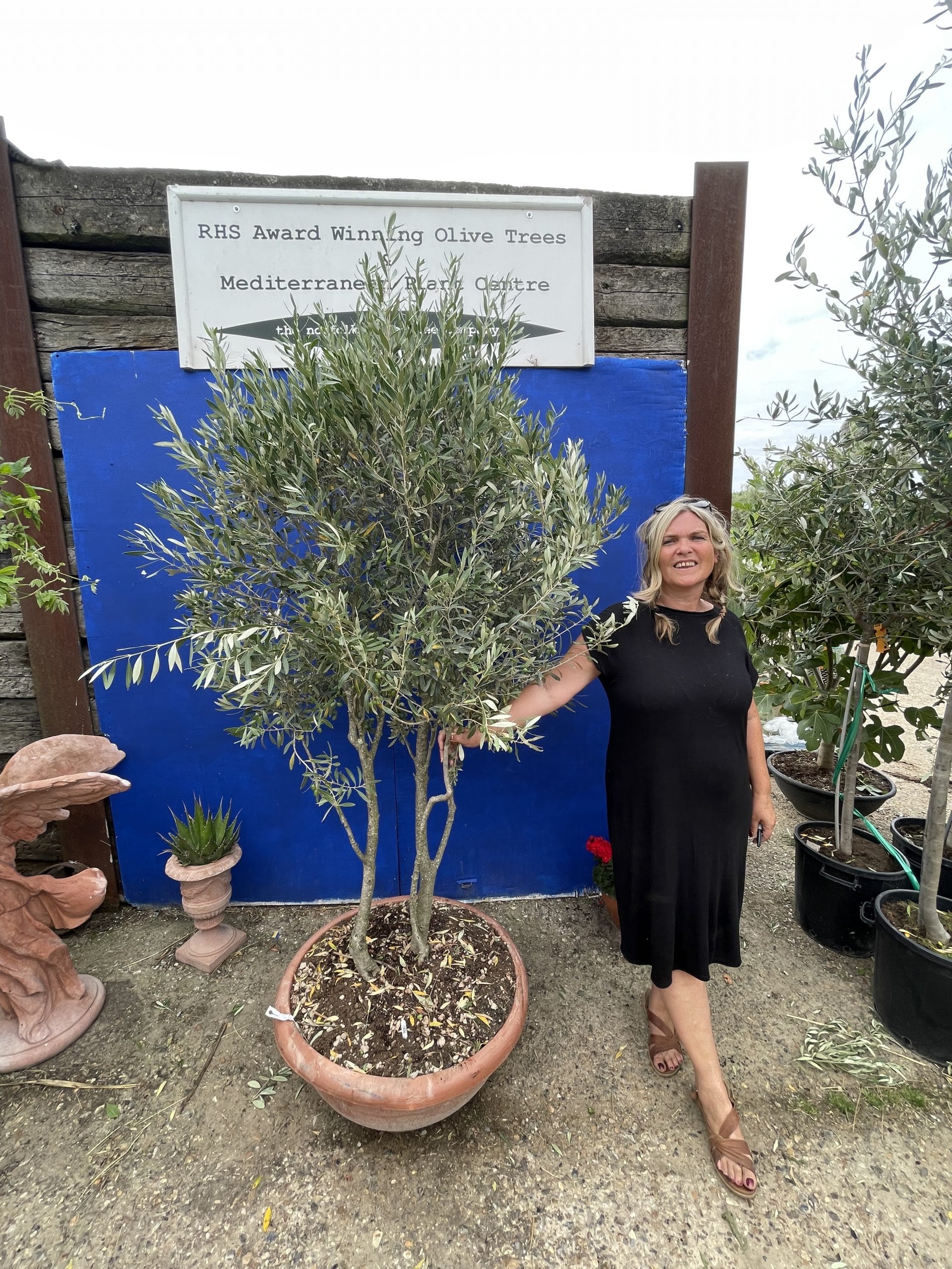 Italian Olive Tree for sale The Norfolk Olive Tree Company
