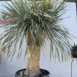 Mature Yucca Rostrata