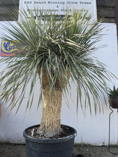 Mature Yucca Rostrata