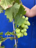 Grapevine