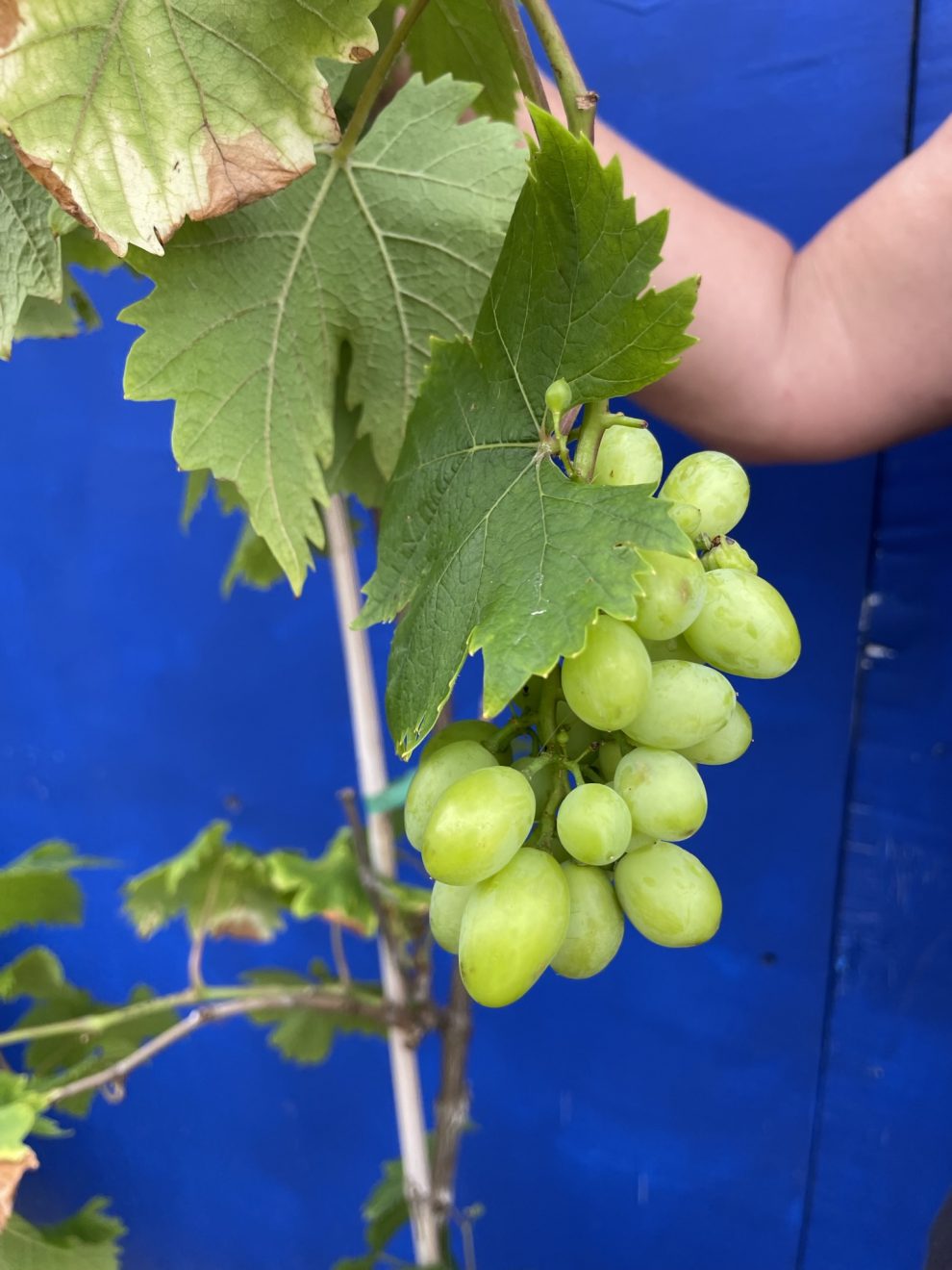 Grapevine free delivery The Norfolk Olive Tree Company