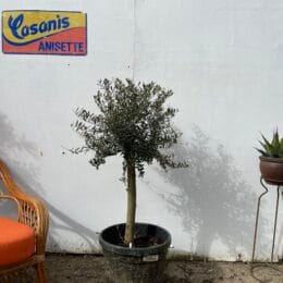 Courtyard Olive tree -3610