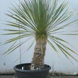 Mature Yucca Rostrata -free delivery.