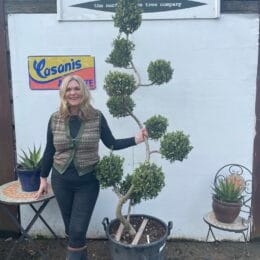 Pom Pom Spiral Olive Tree The Norfolk Olive Tree Company