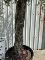 Tall gnarled Olive tree