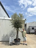 Tall gnarled Olive tree