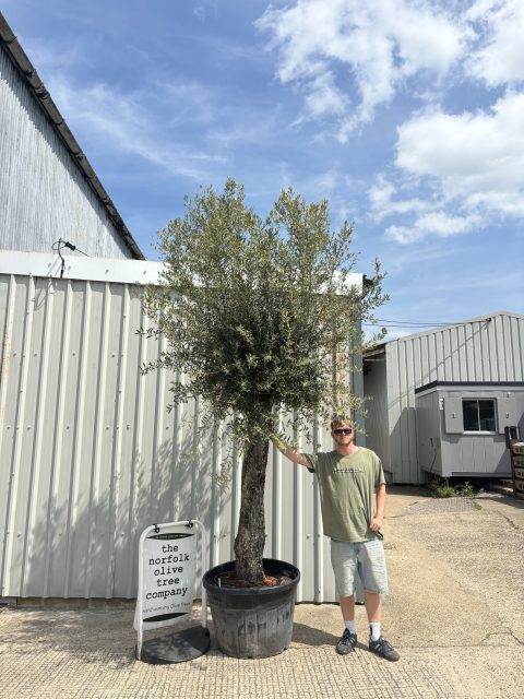 Tall gnarled Olive tree