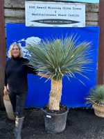 Tall Yucca Rostrata