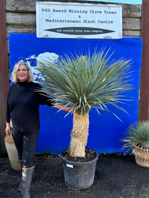 Tall Yucca Rostrata