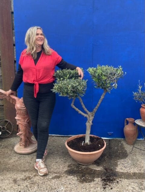 Small cloud Olive tree