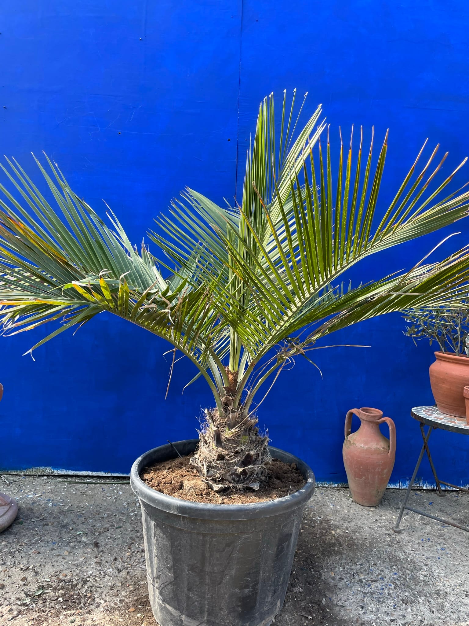Jubaea Chilensis - The Norfolk Olive Tree Company