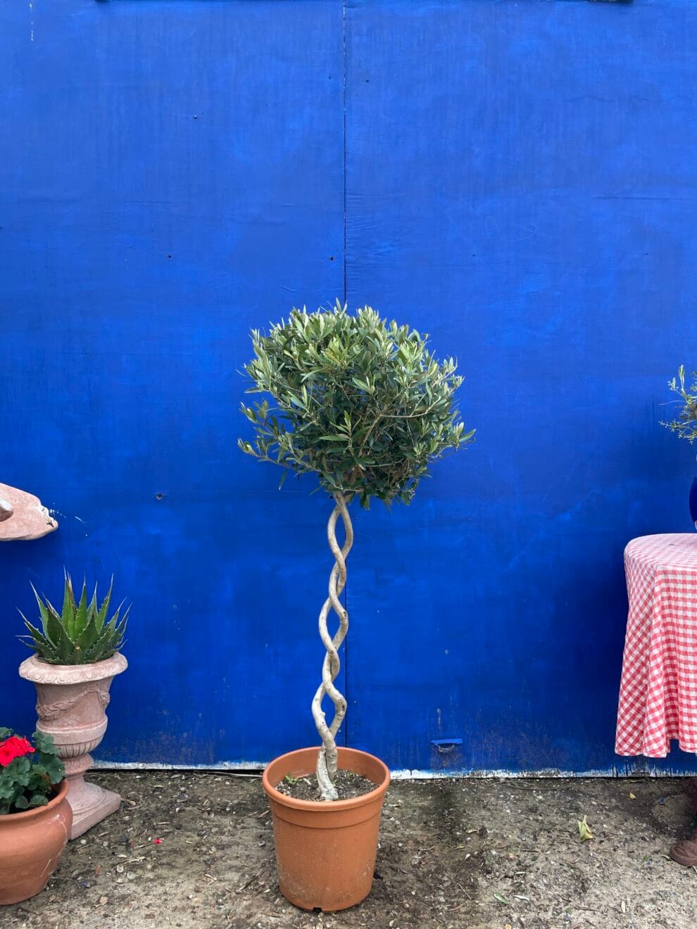 Braided double twisted olive tree for sale.