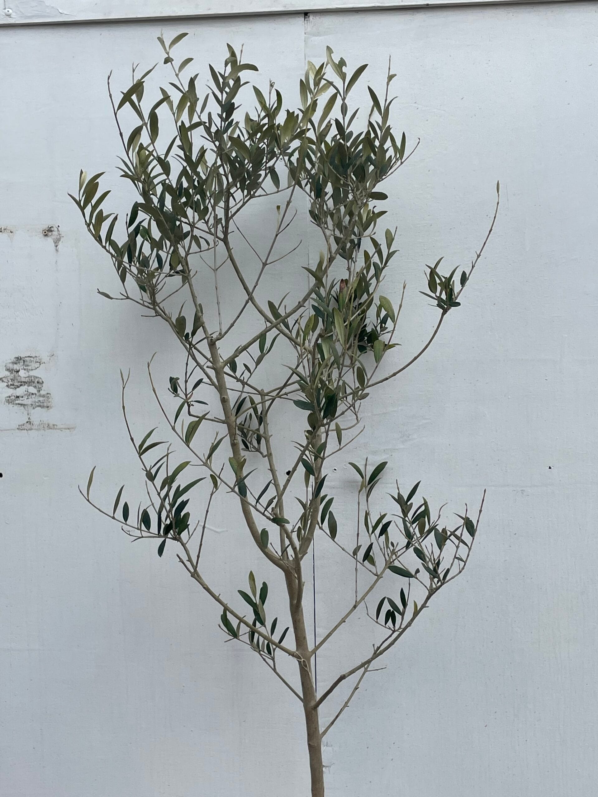 Norfolk grown Olive Tree free delivery The Norfolk Olive Tree Company