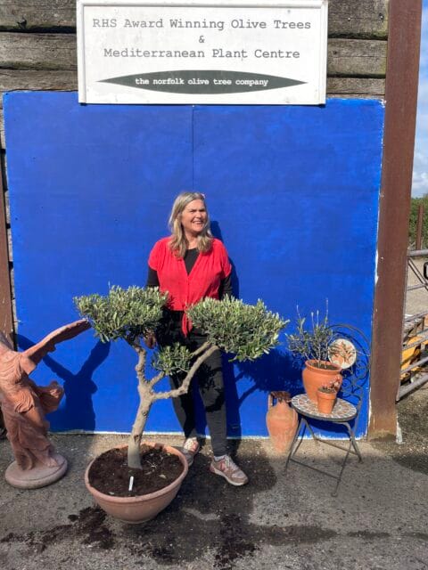Small cloud Olive tree