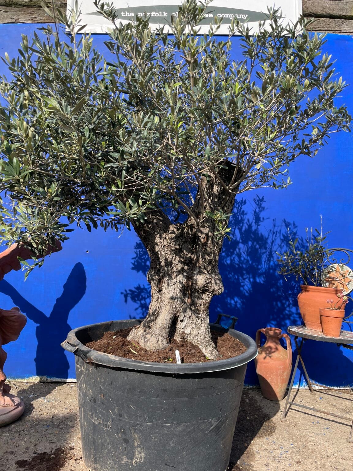 Dwarf Olive Tree. The Norfolk Olive Tree Company