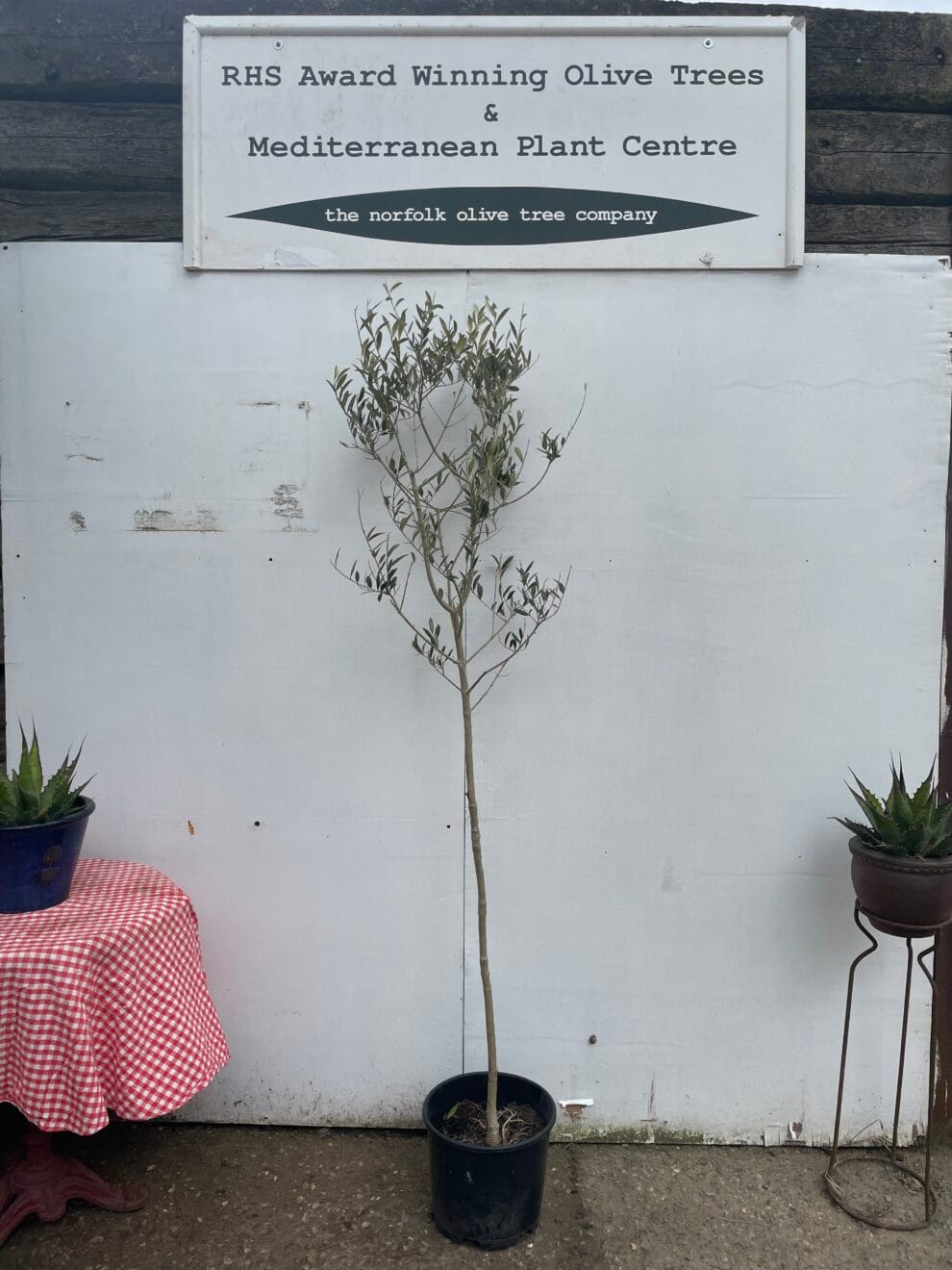 Norfolk grown Olive Tree free delivery The Norfolk Olive Tree Company