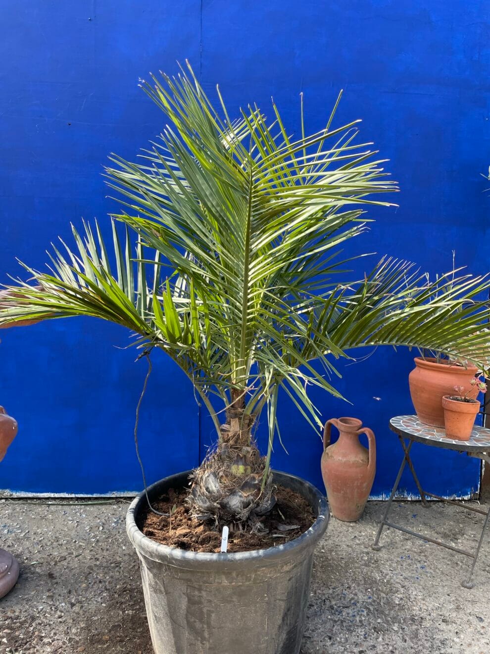 Chilean wine palm The Norfolk Olive Tree Company