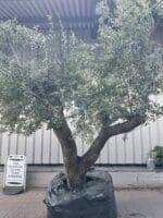 Large olive tree gnarled trunk with branches
