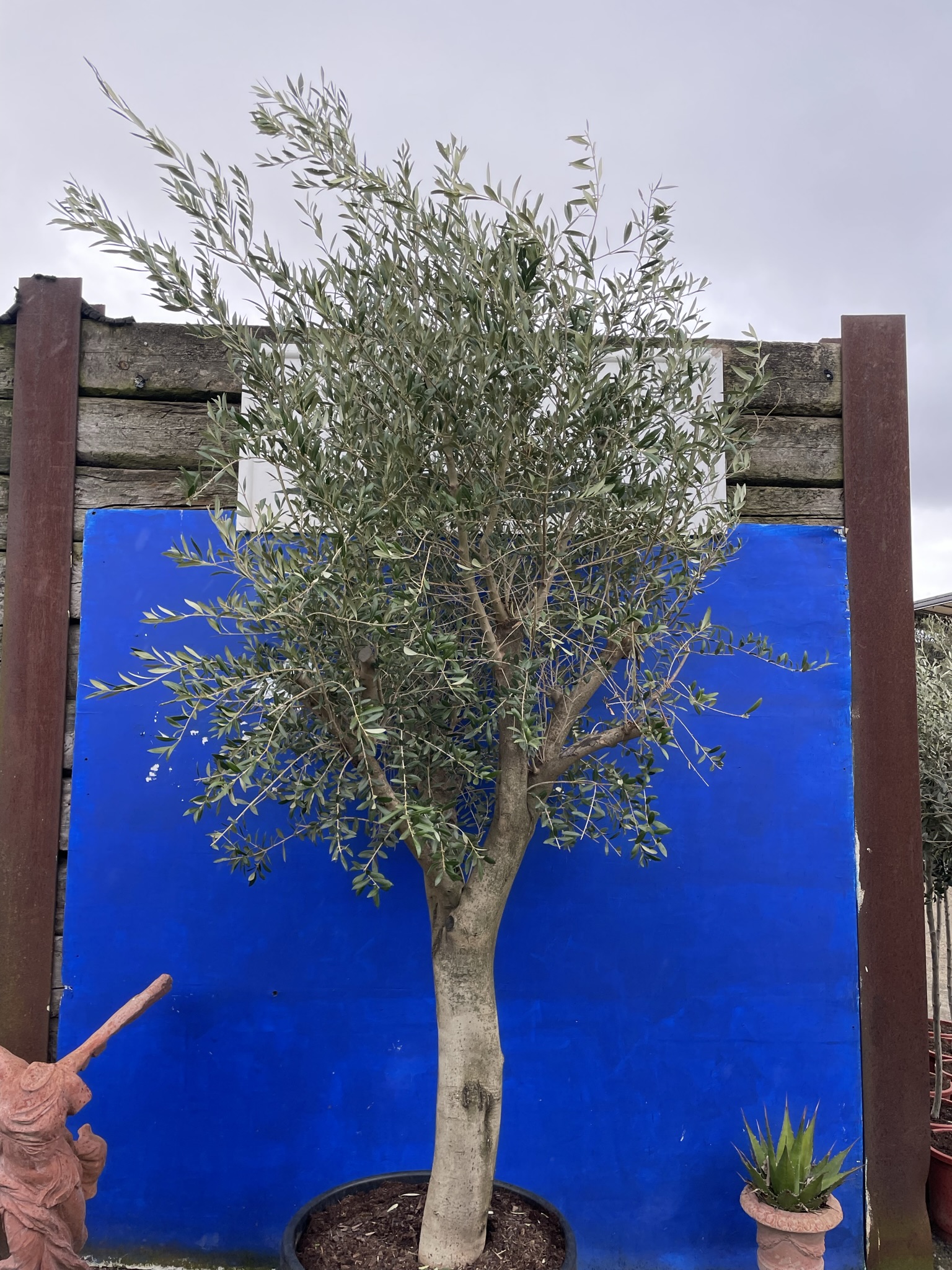 Mature Olive tree The Norfolk Olive Tree Company