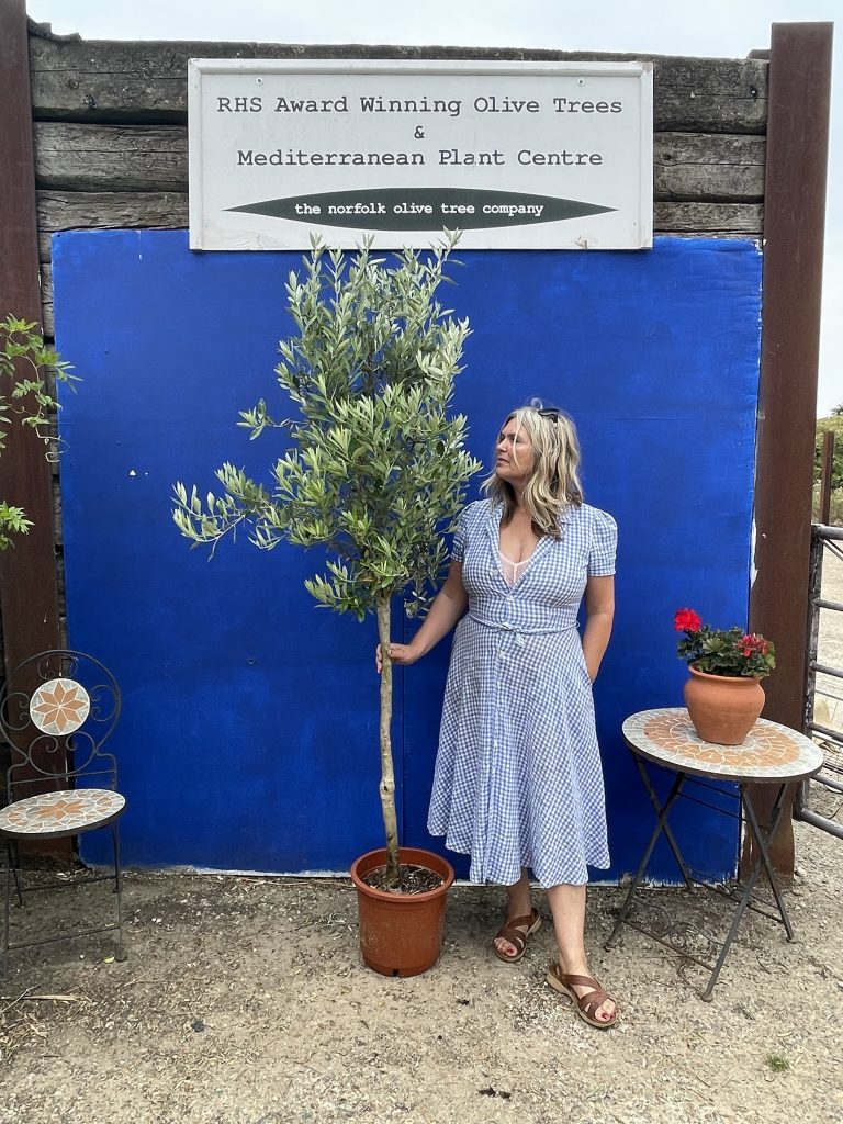 U.K grown Olive Tree