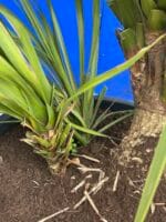 Cordyline ‘Australis’