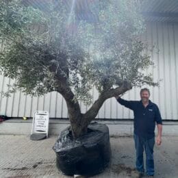 Large olive tree gnarled trunk with branches